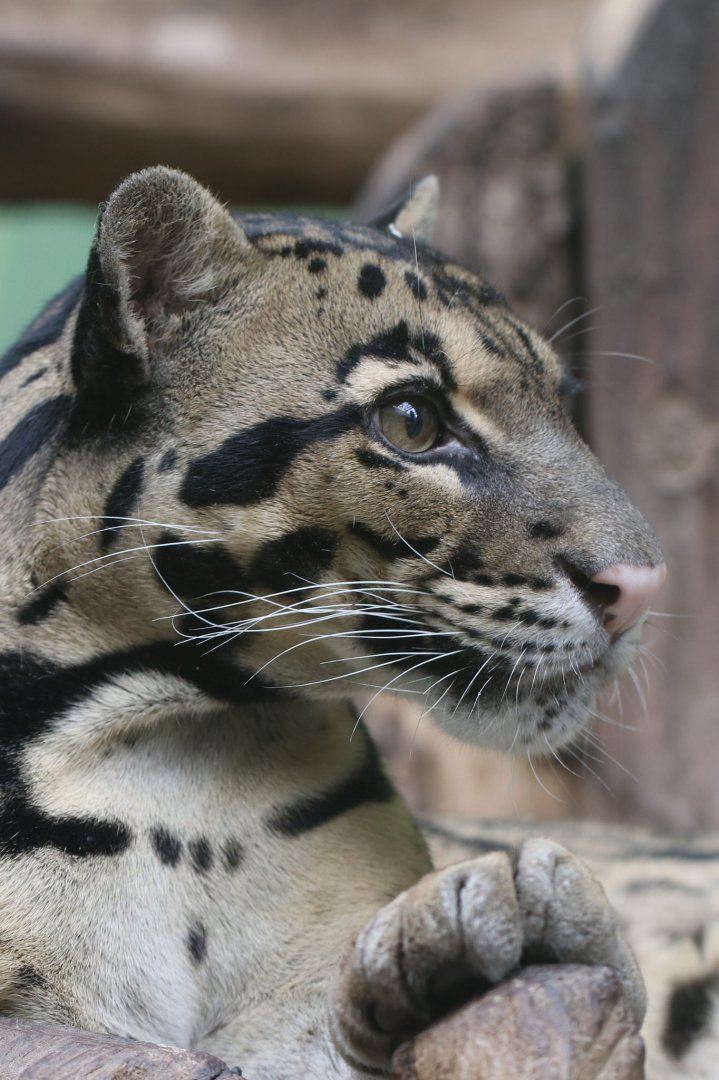 Clouded leopard