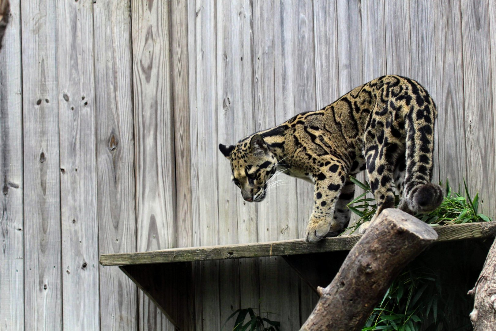 Clouded Leopard