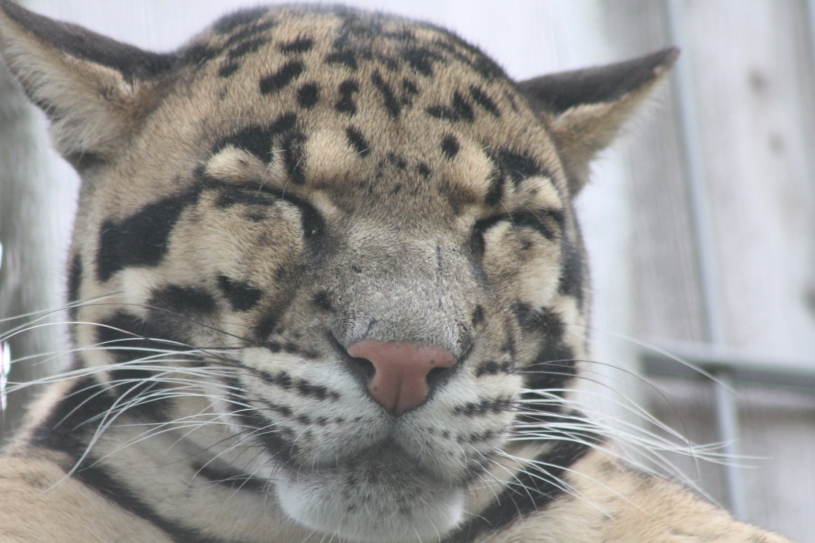 Clouded leopard
