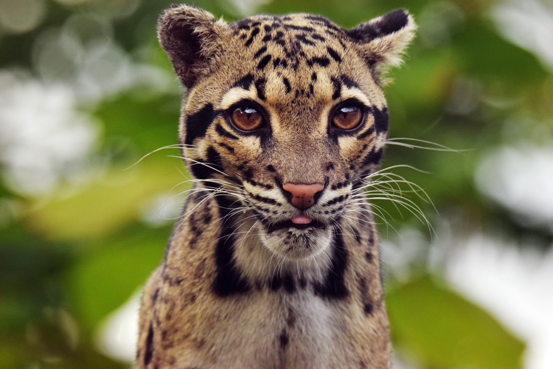 Clouded leopard