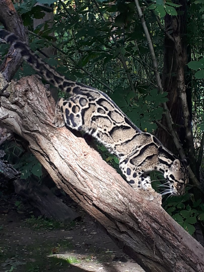 Clouded leopard