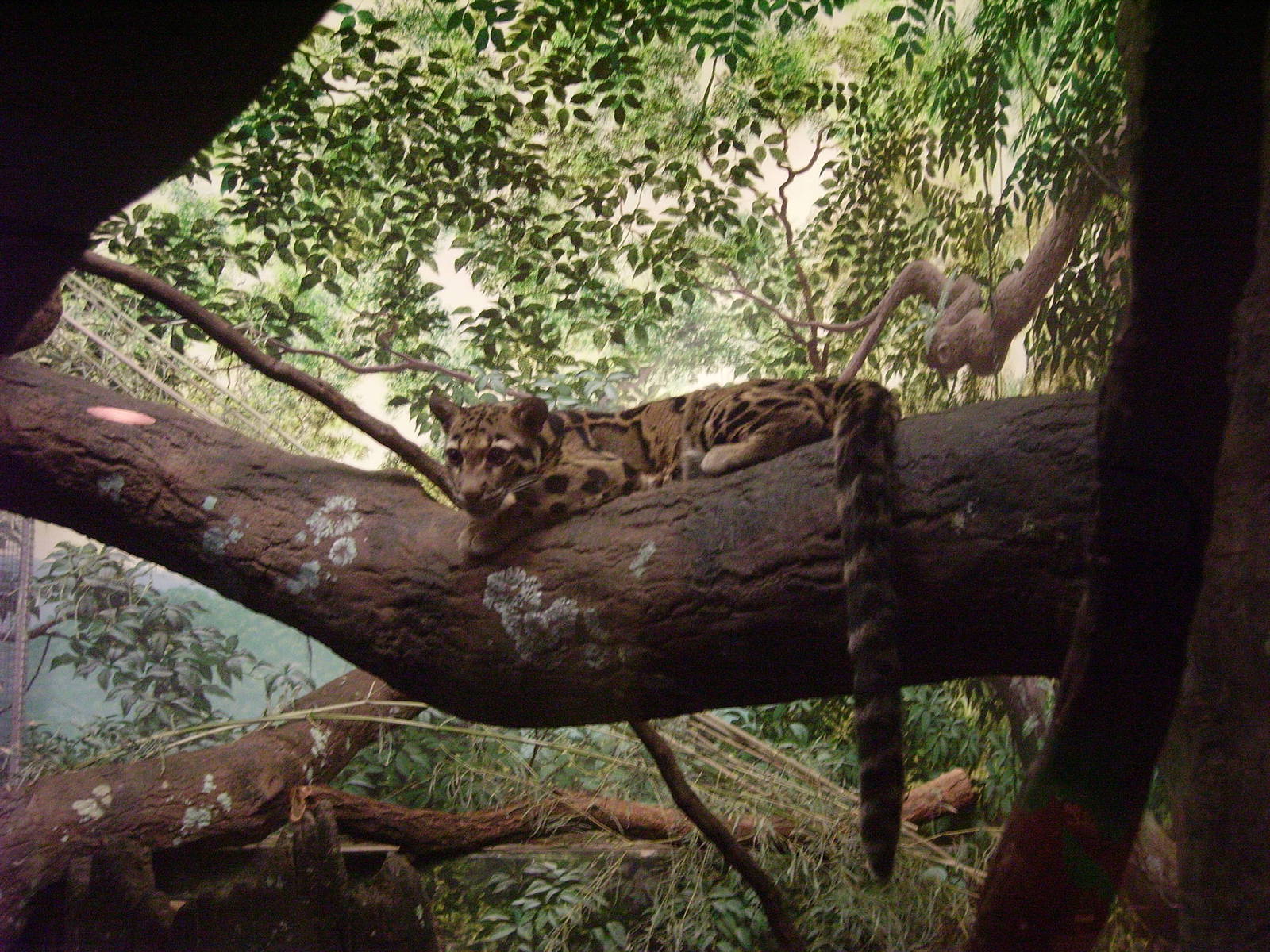 Clouded Leopard