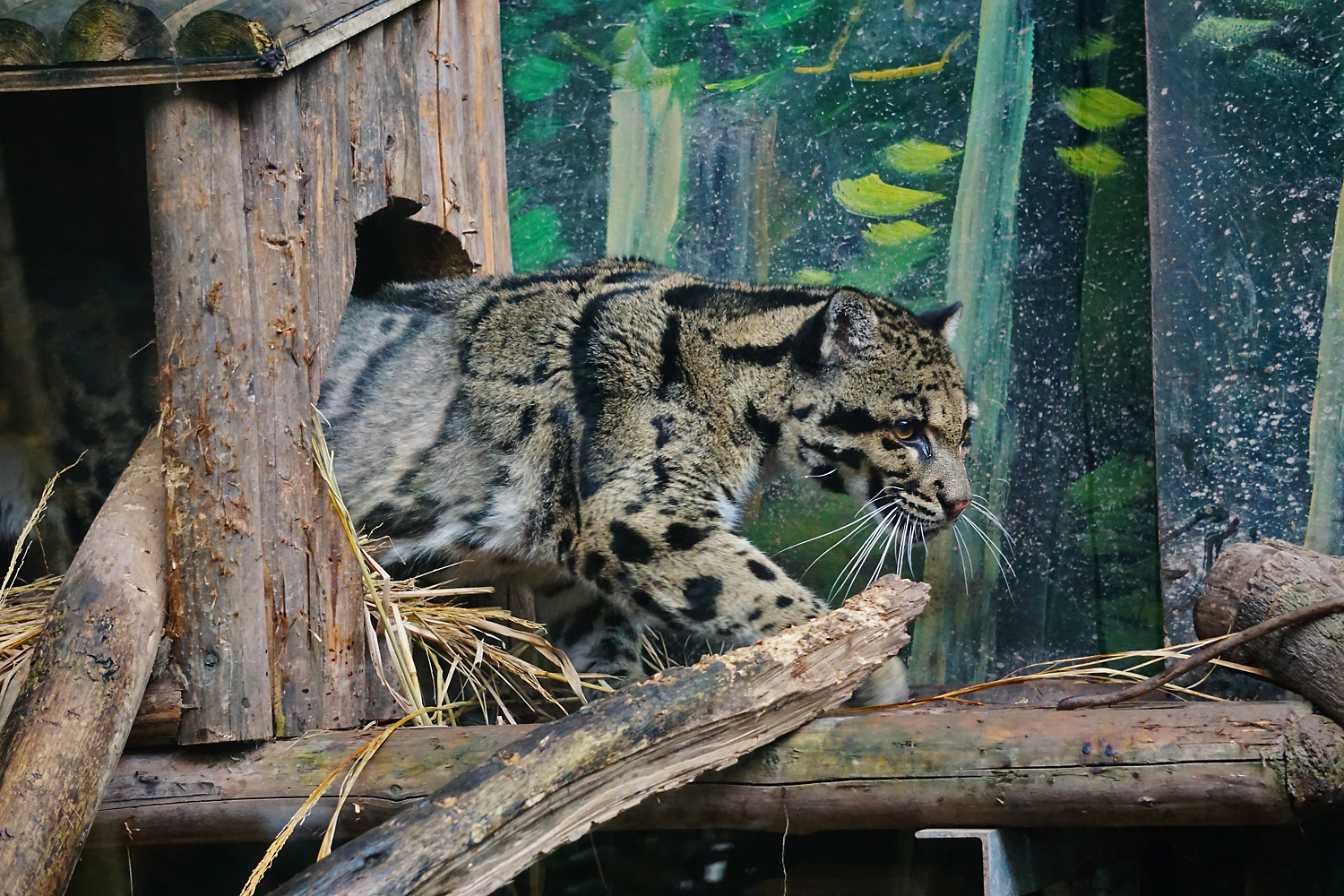 Clouded leopard