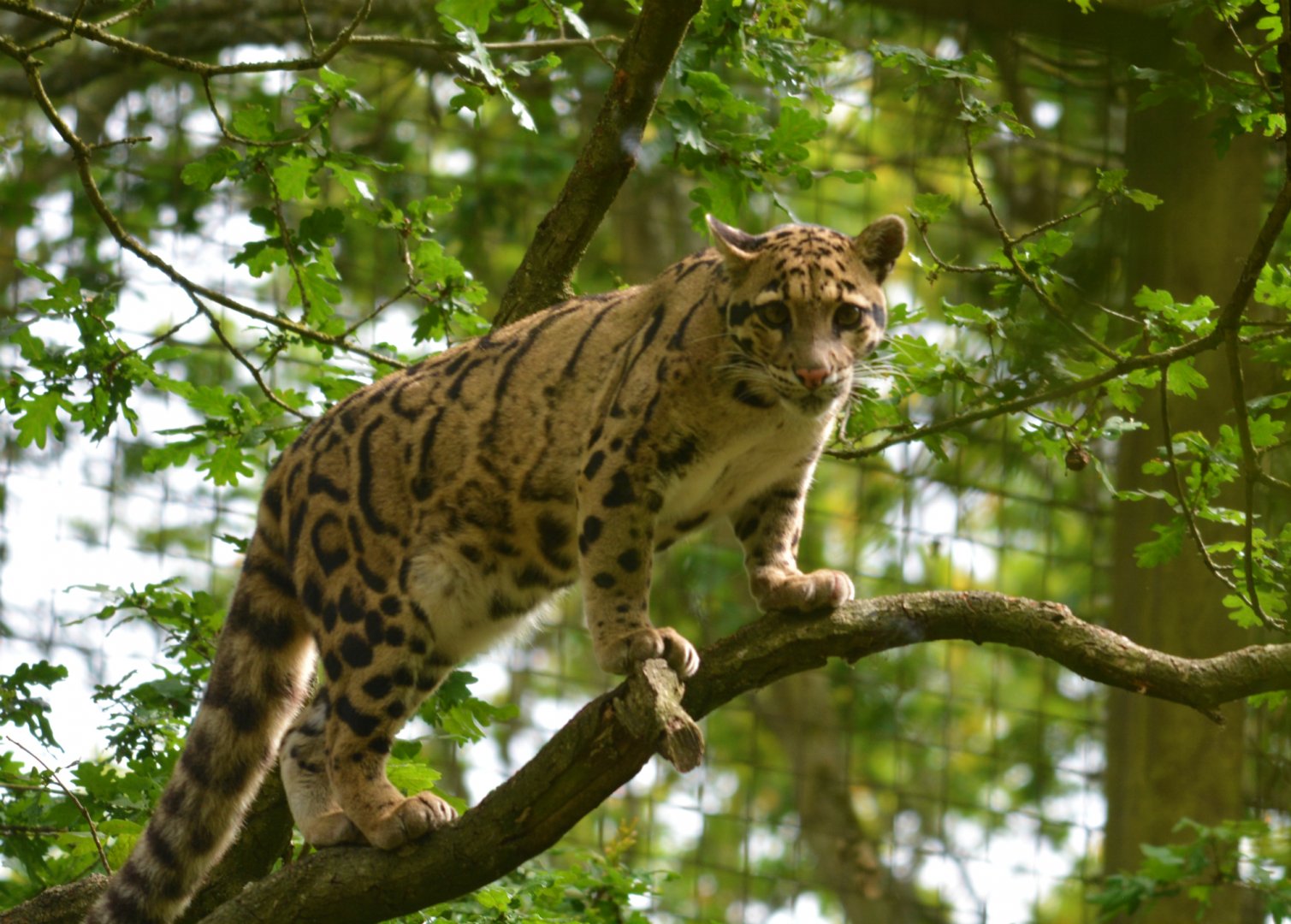 Clouded Leopard