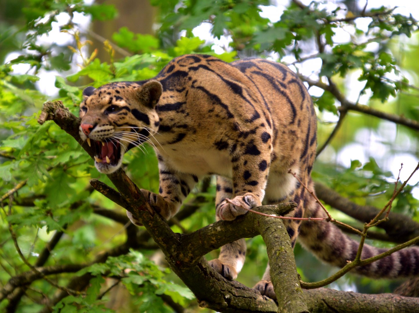 Clouded Leopard