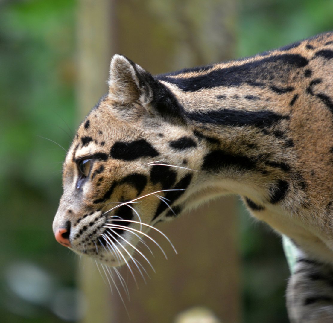 clouded leopard
