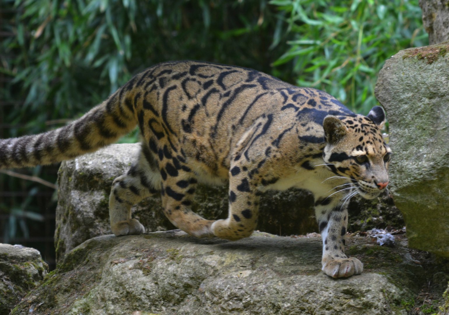 clouded leopard