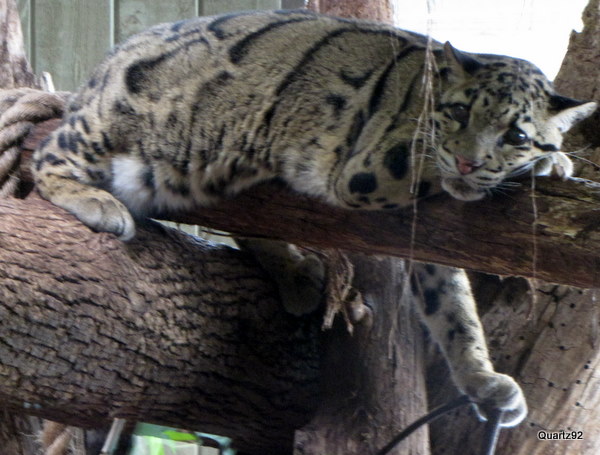 Clouded Leopard