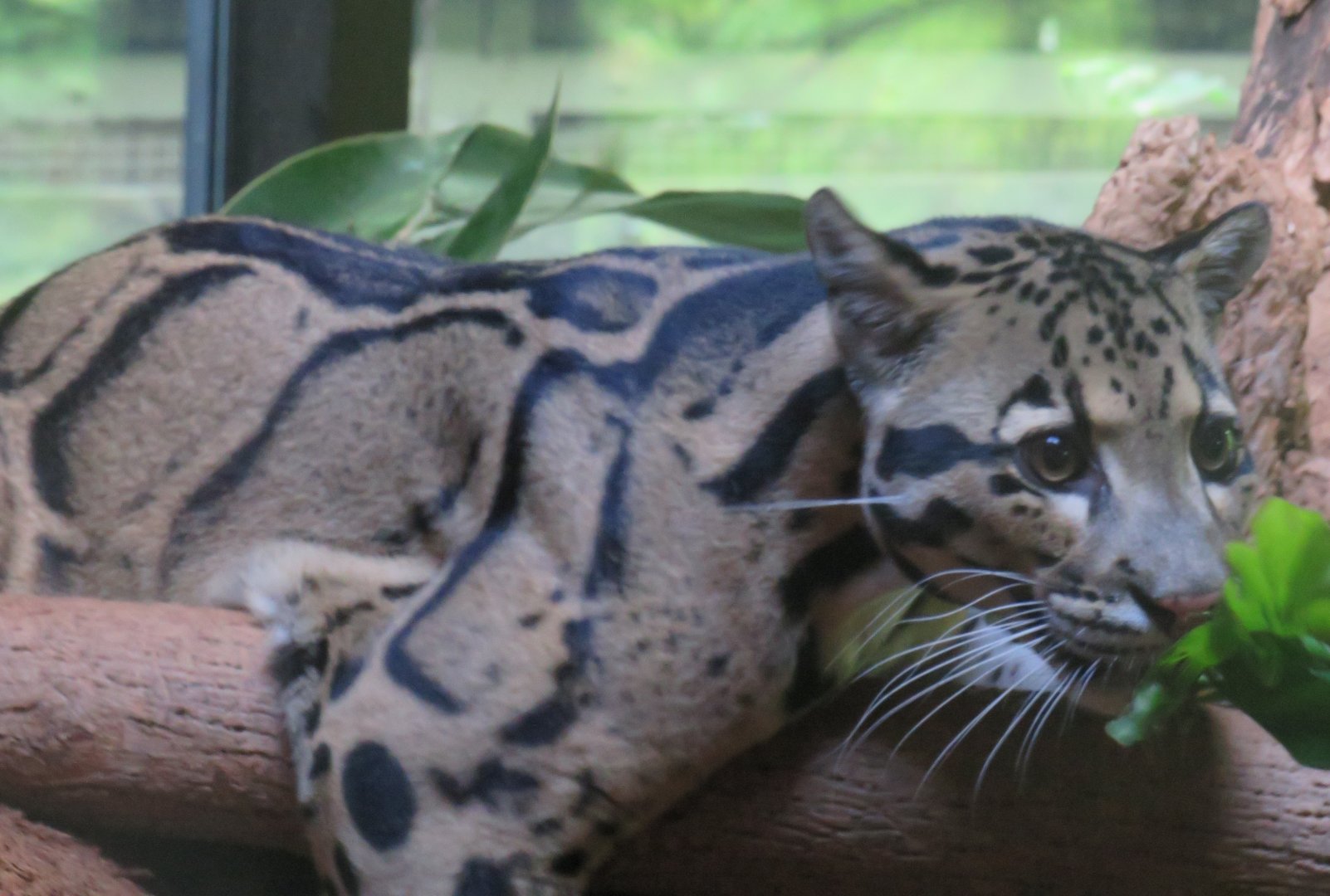Clouded leopard