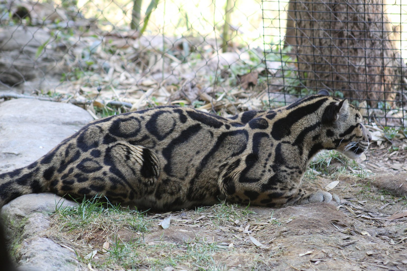 Clouded Leopard