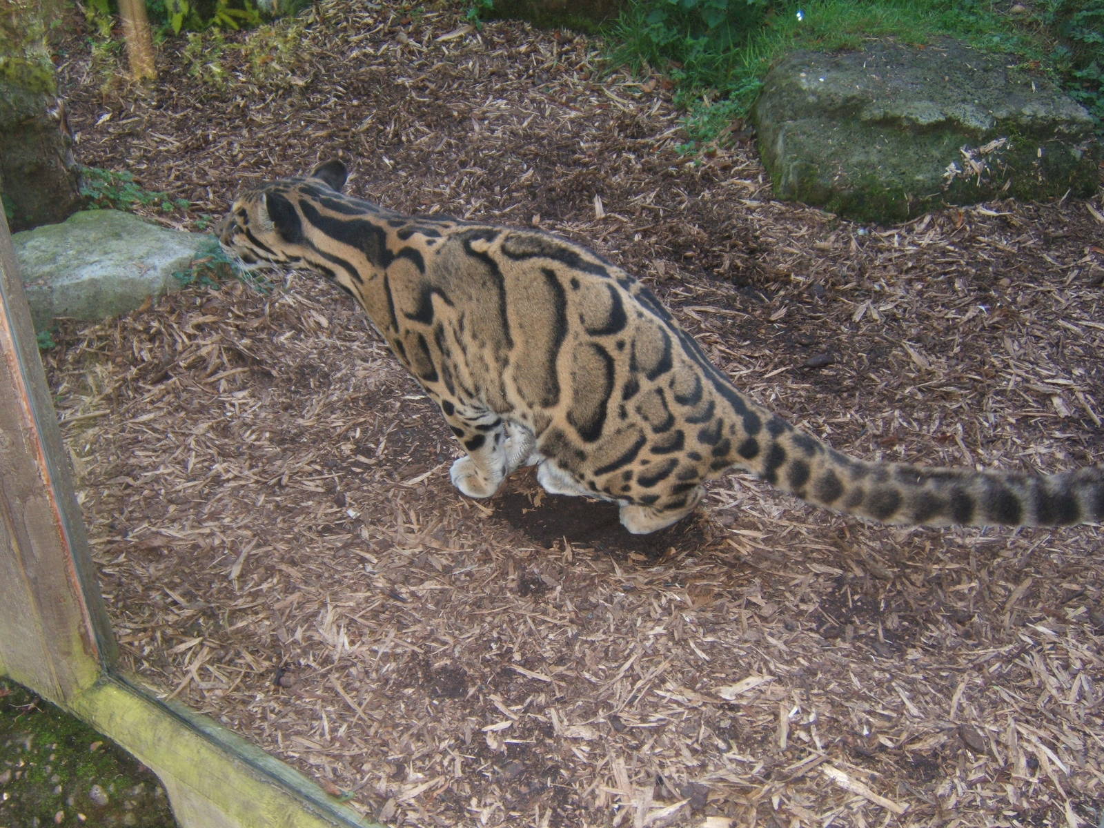 Clouded Leopard