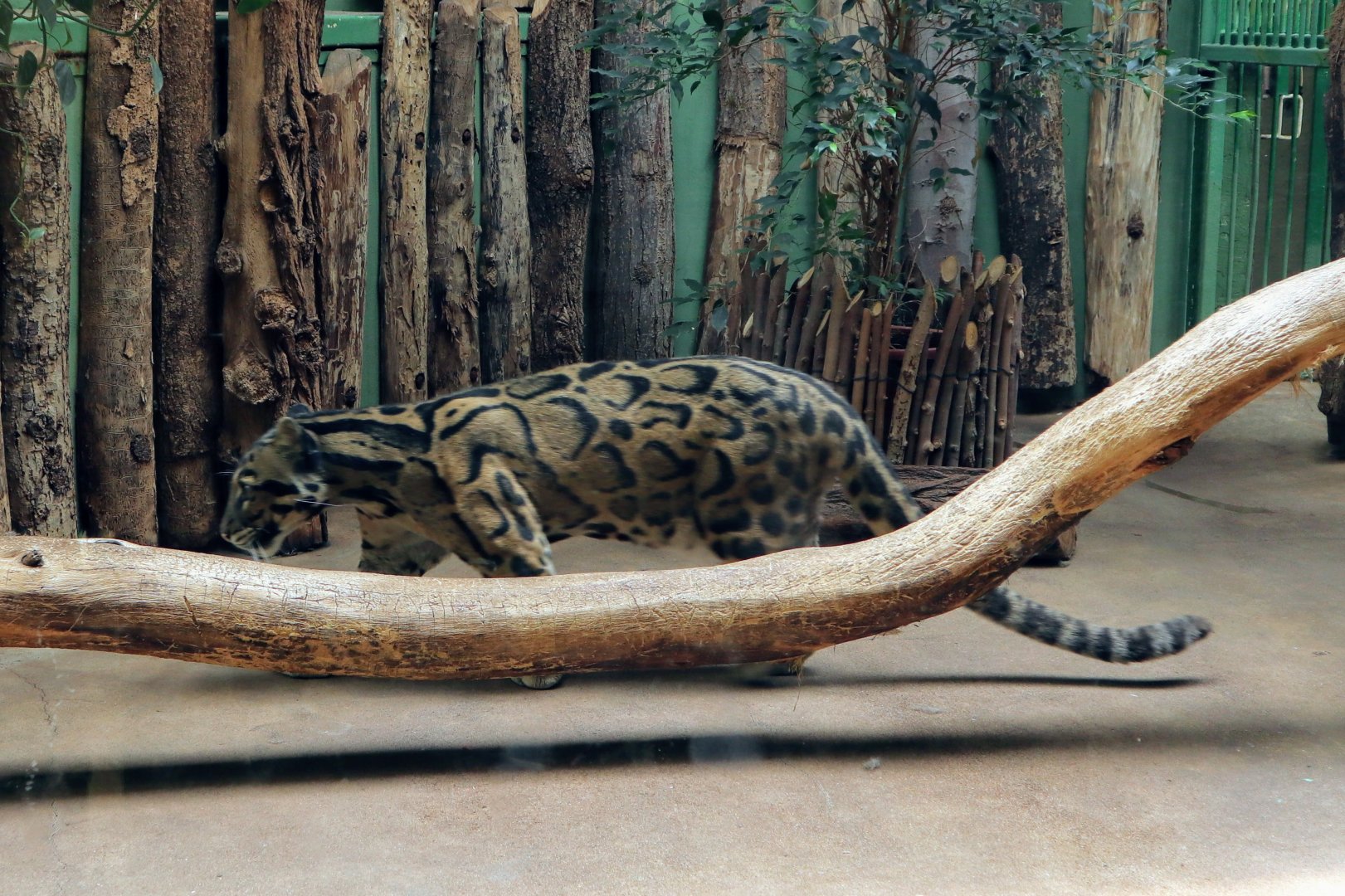 Clouded Leopard