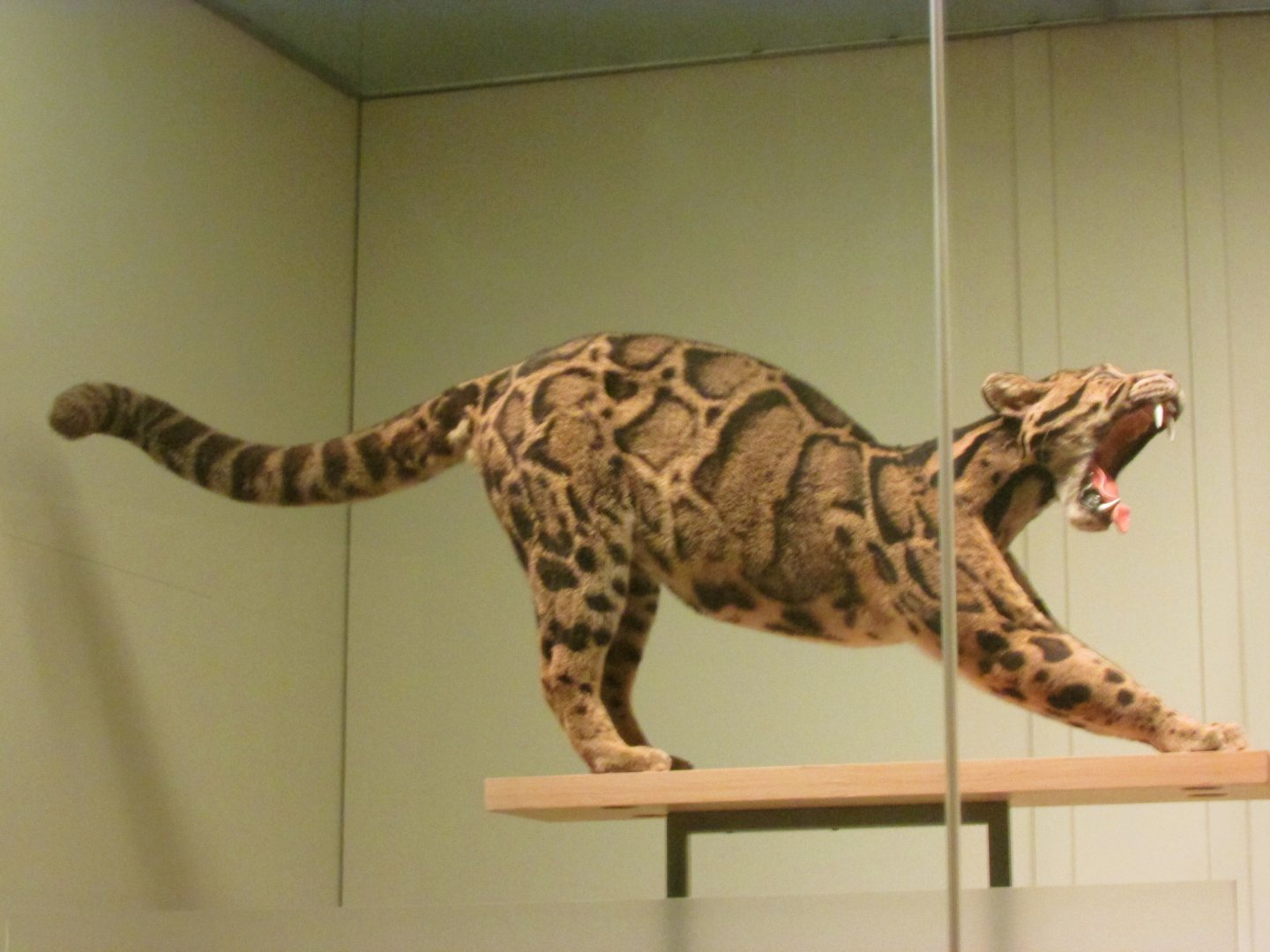 Clouded Leopard