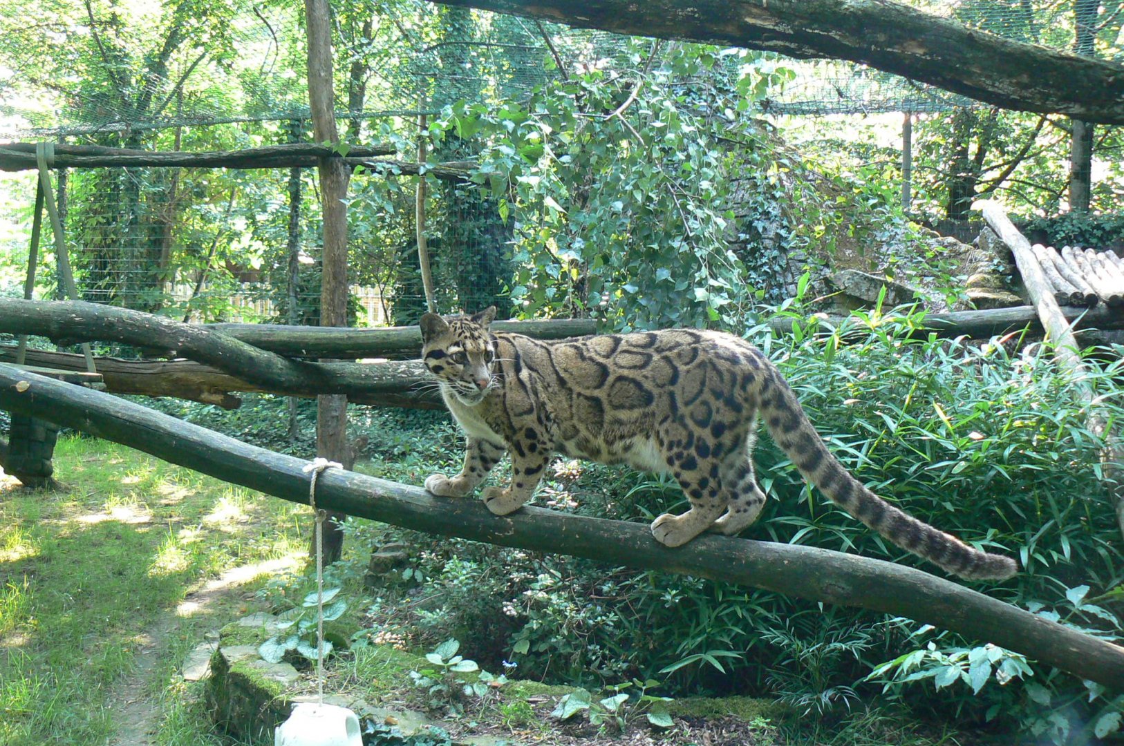 Clouded leopard