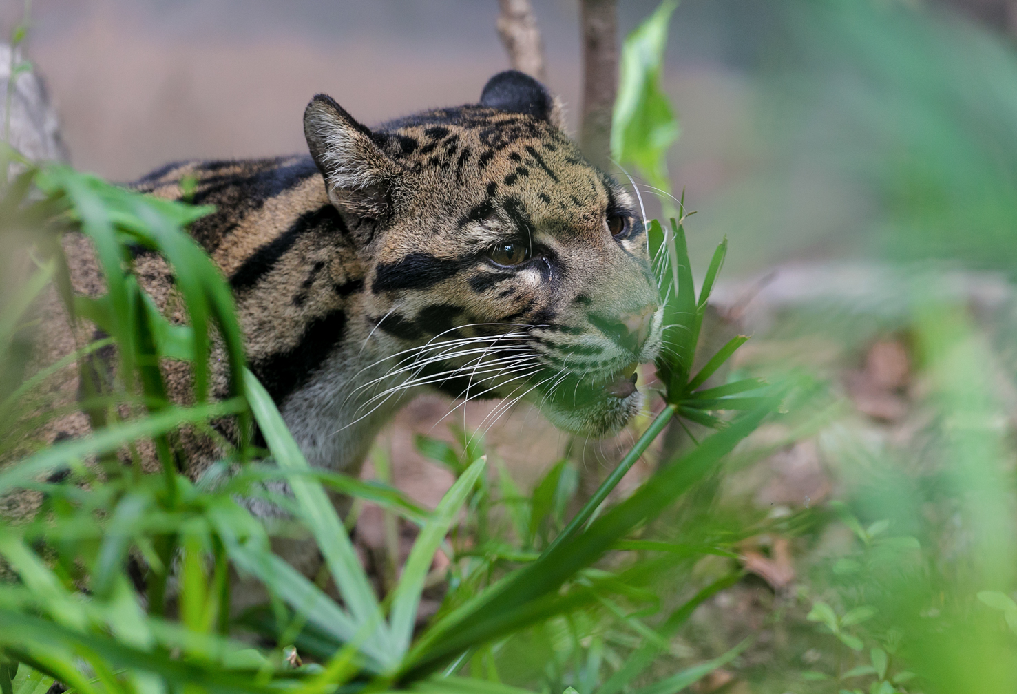 Clouded leopard