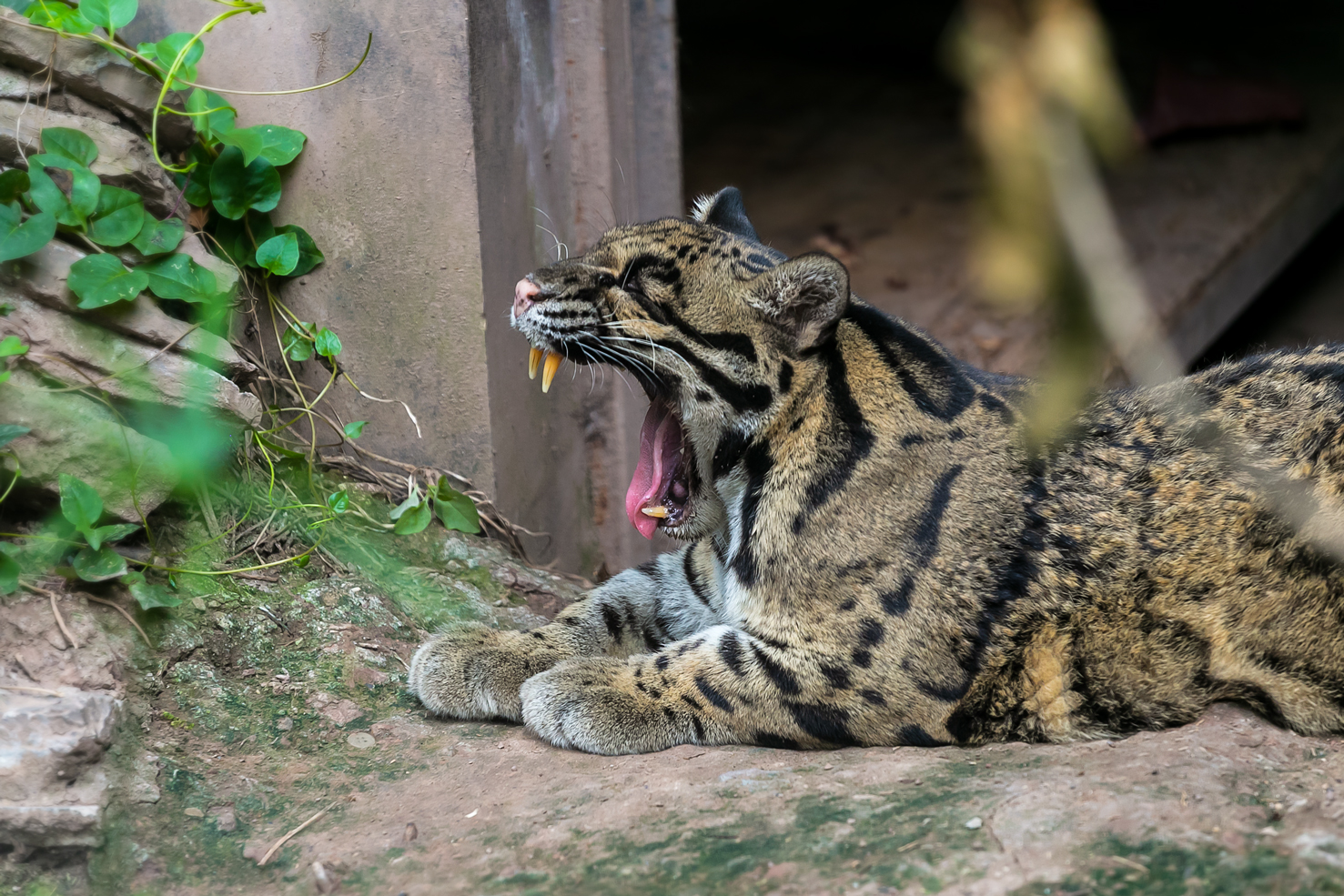 Clouded leopard