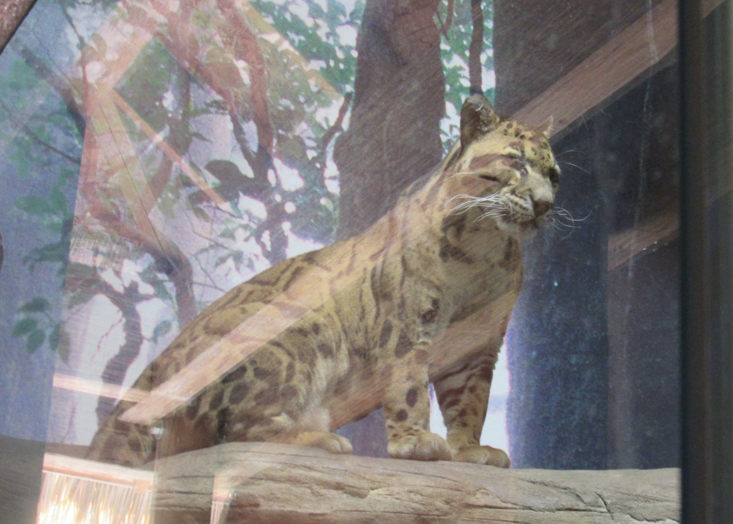 clouded leopard