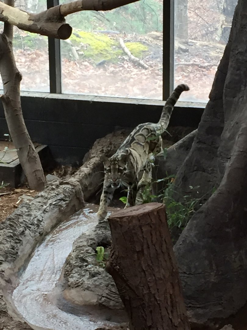 Clouded Leopard