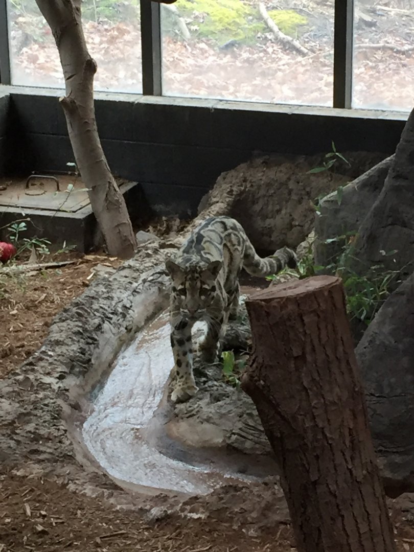 Clouded Leopard