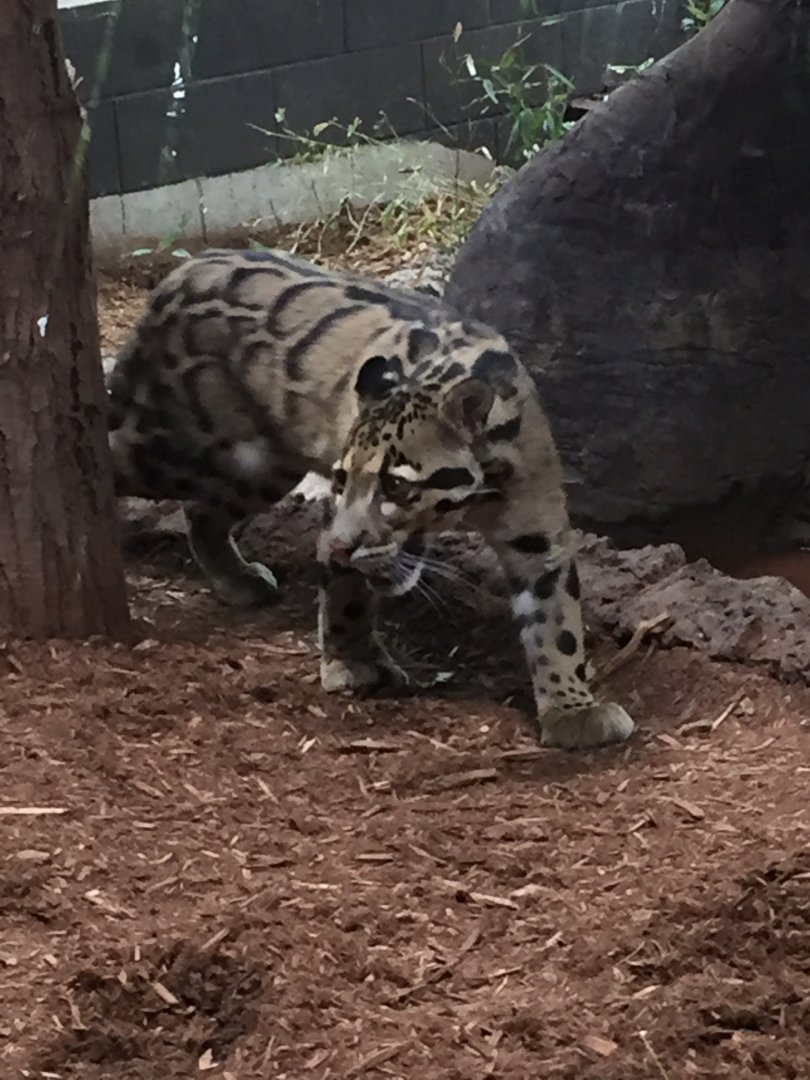 Clouded Leopard