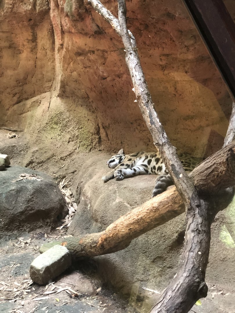 Clouded Leopard
