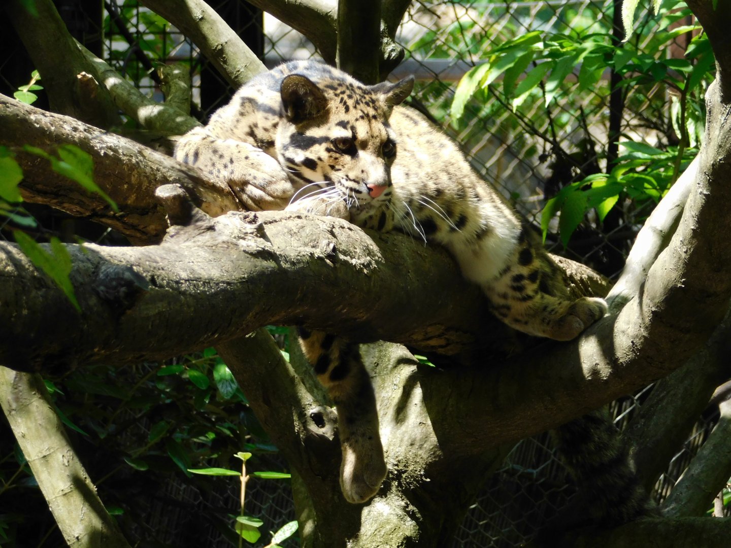Clouded Leopard