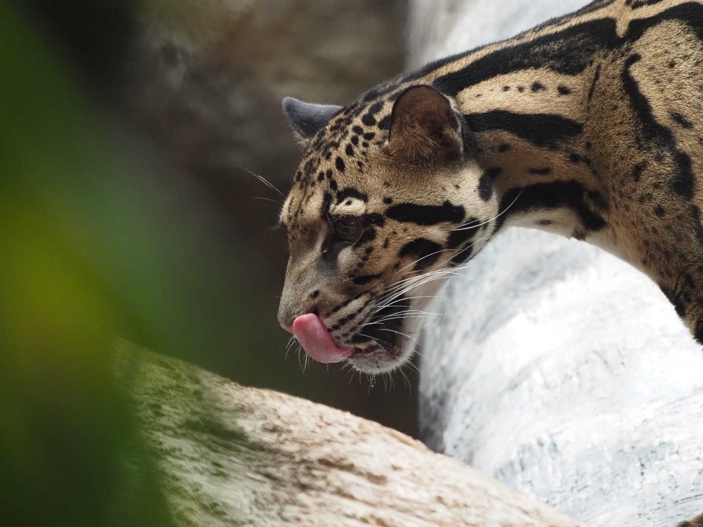 Clouded leopard