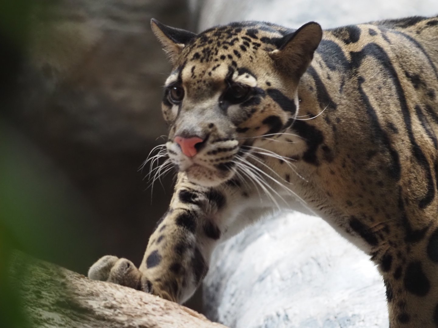 Clouded leopard