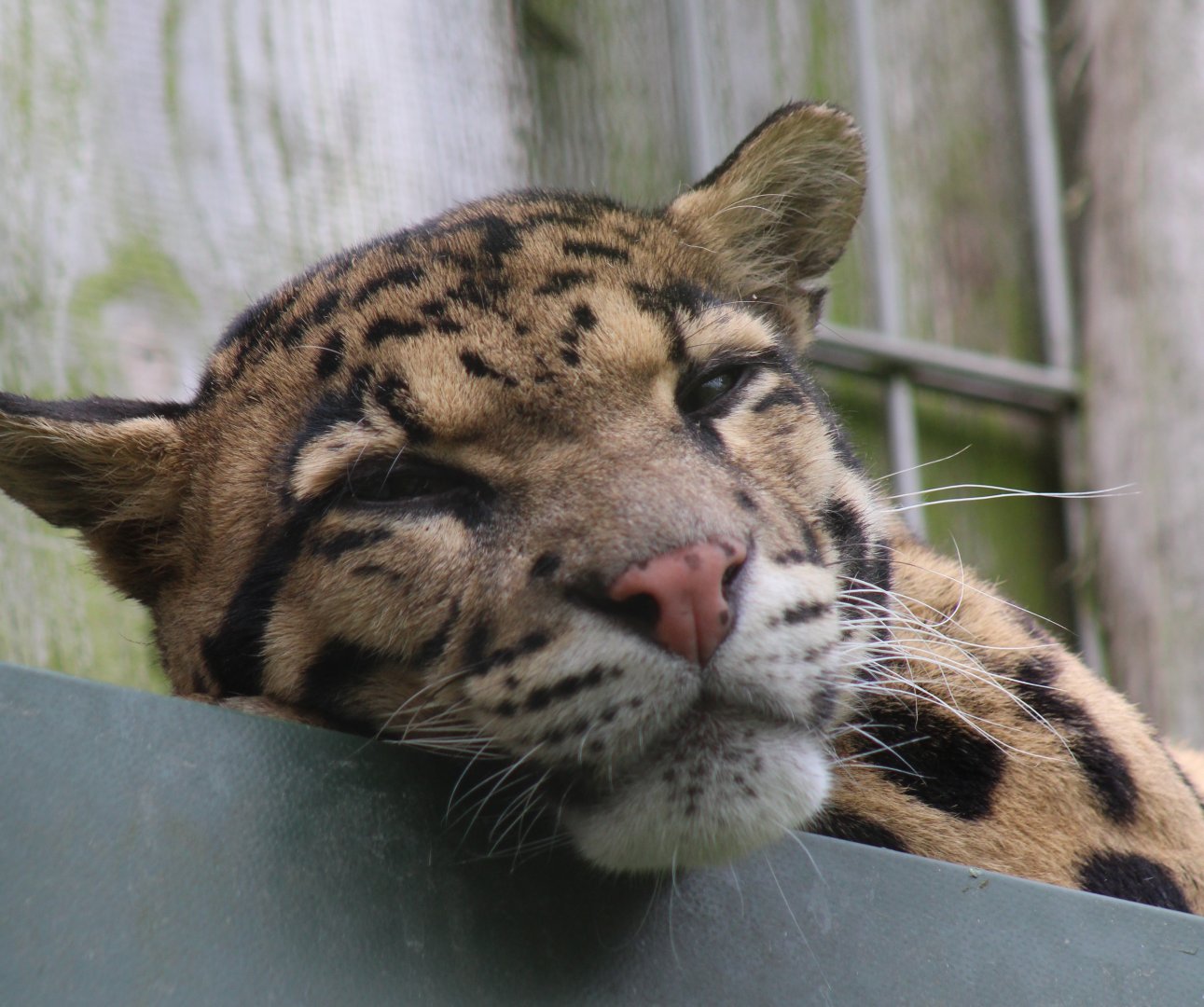 Clouded leopard