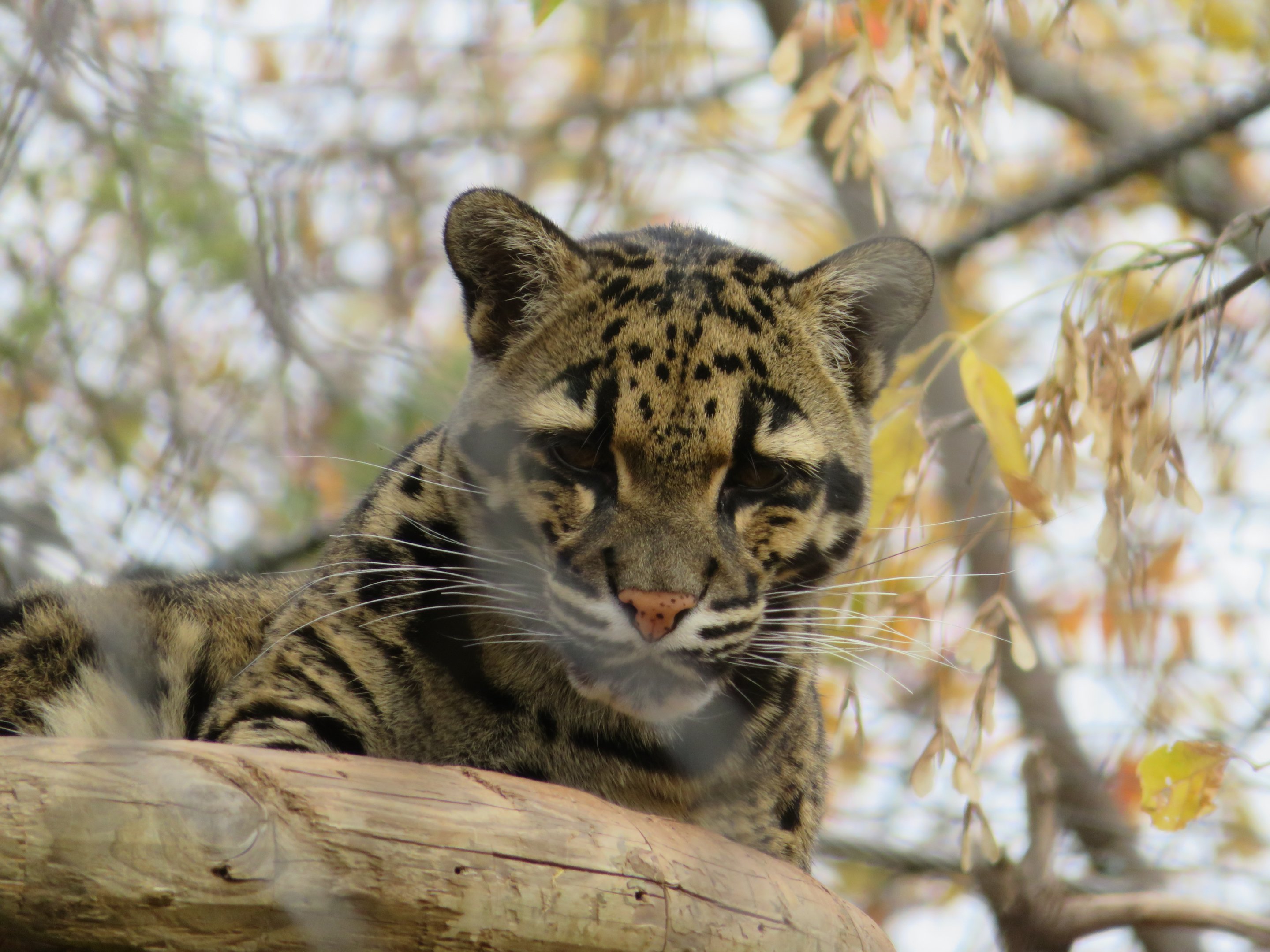 Clouded Leopard