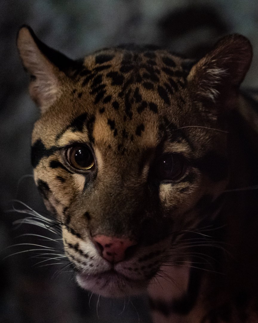 Clouded Leopard