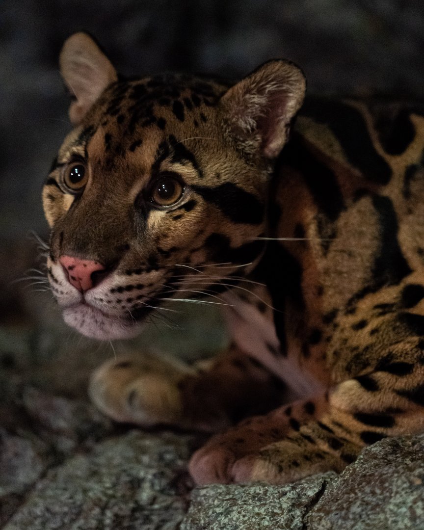 Clouded Leopard