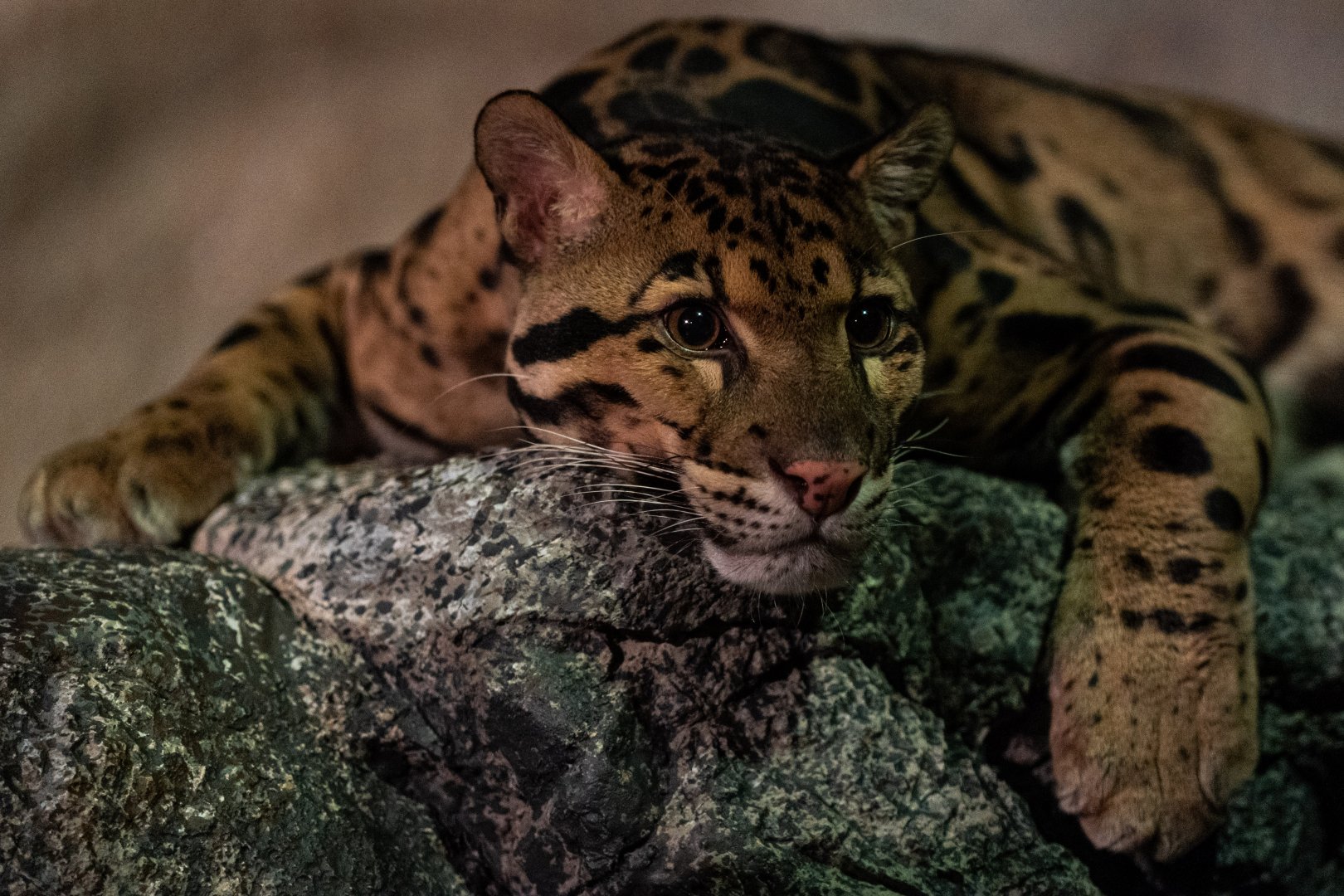 Clouded Leopard