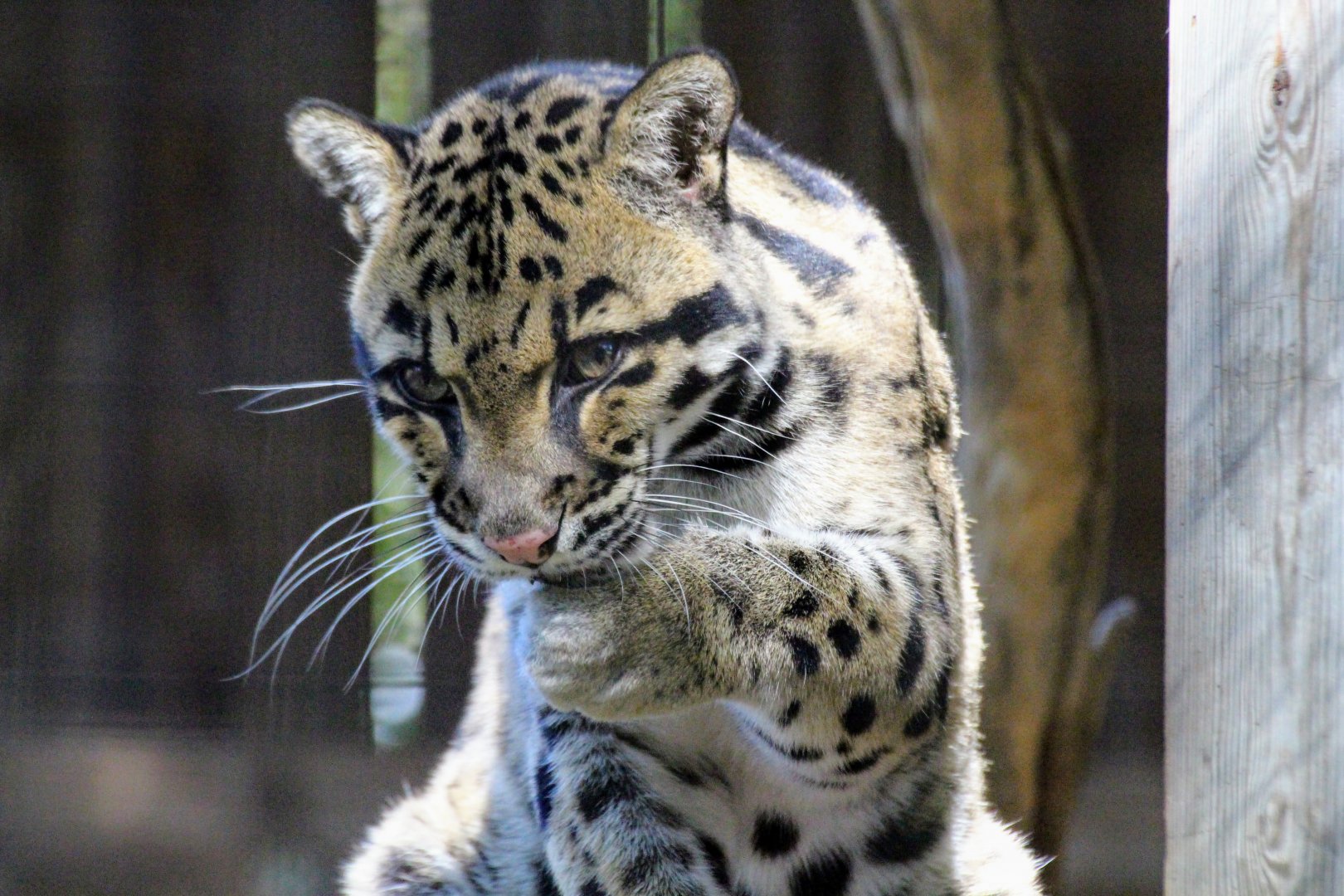 Clouded Leopard