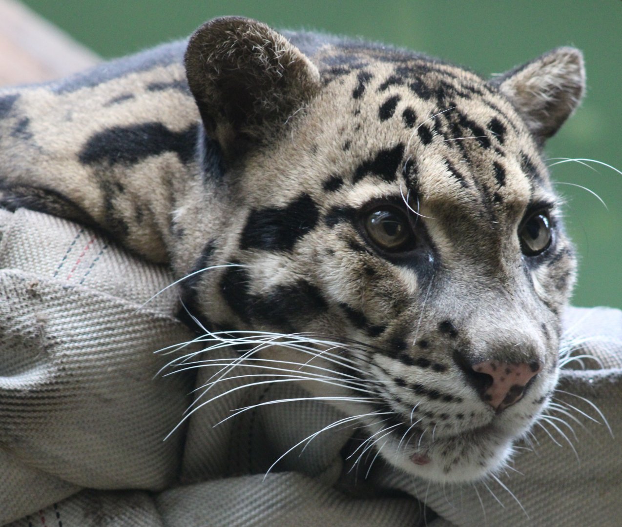 Clouded leopard