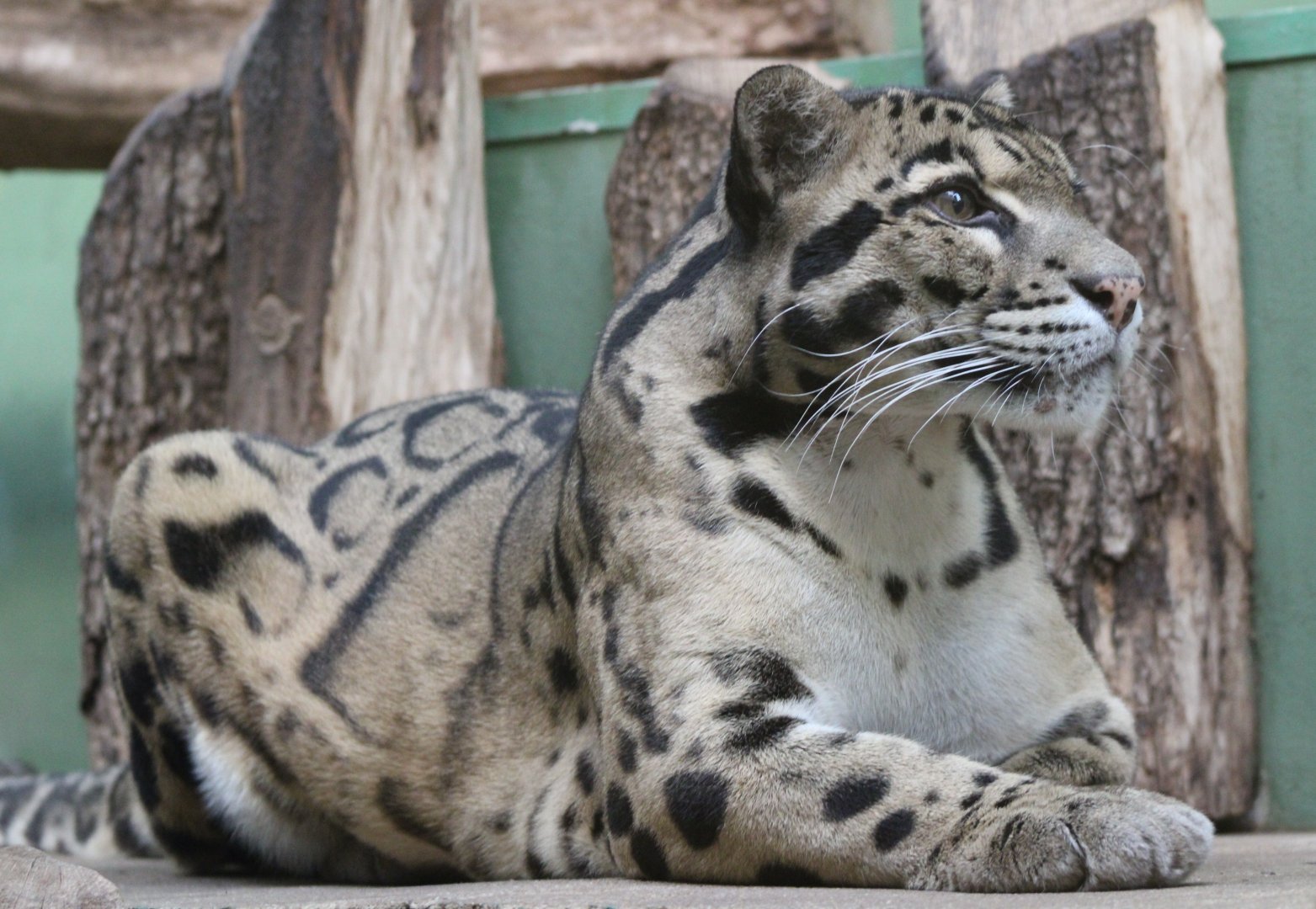 Clouded leopard