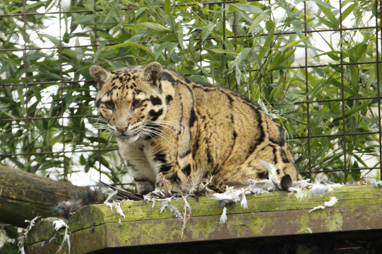 Clouded Leopard
