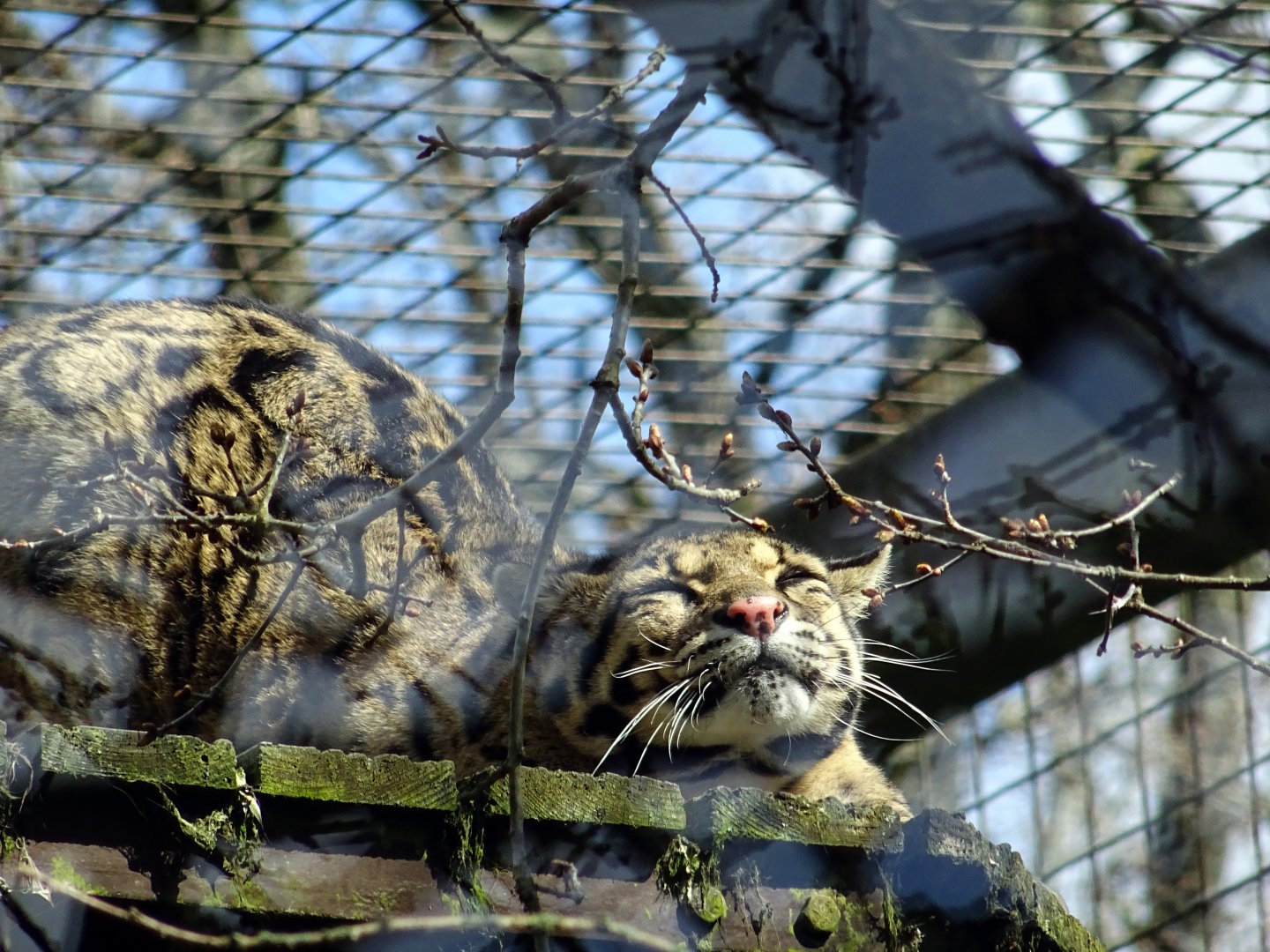 Clouded Leopard