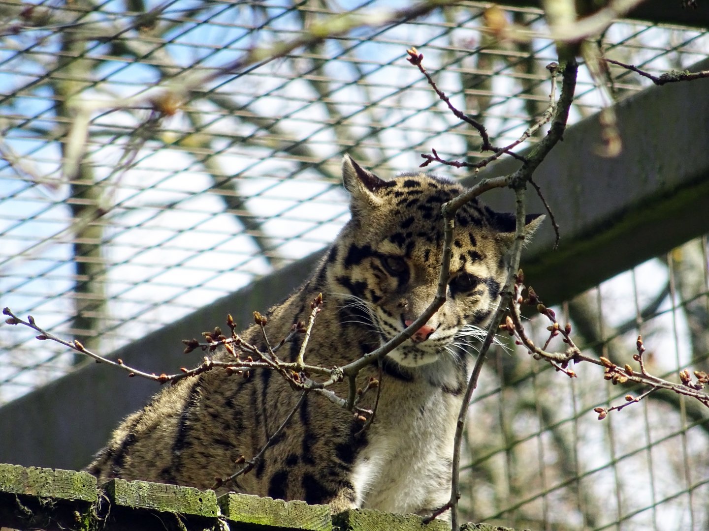 Clouded Leopard