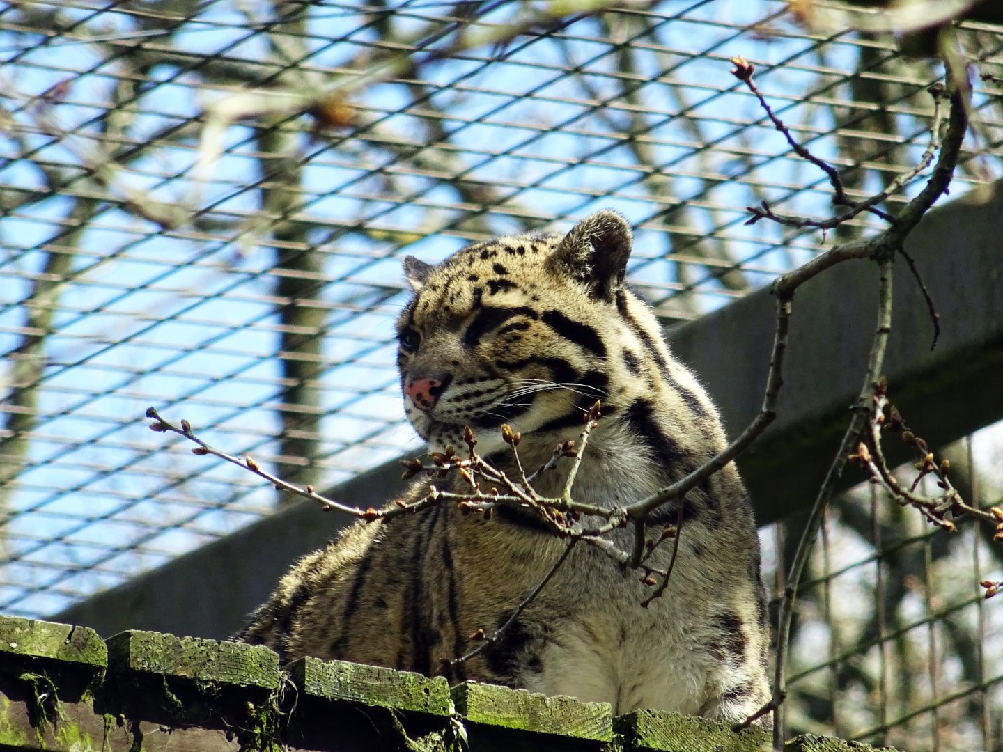Clouded Leopard