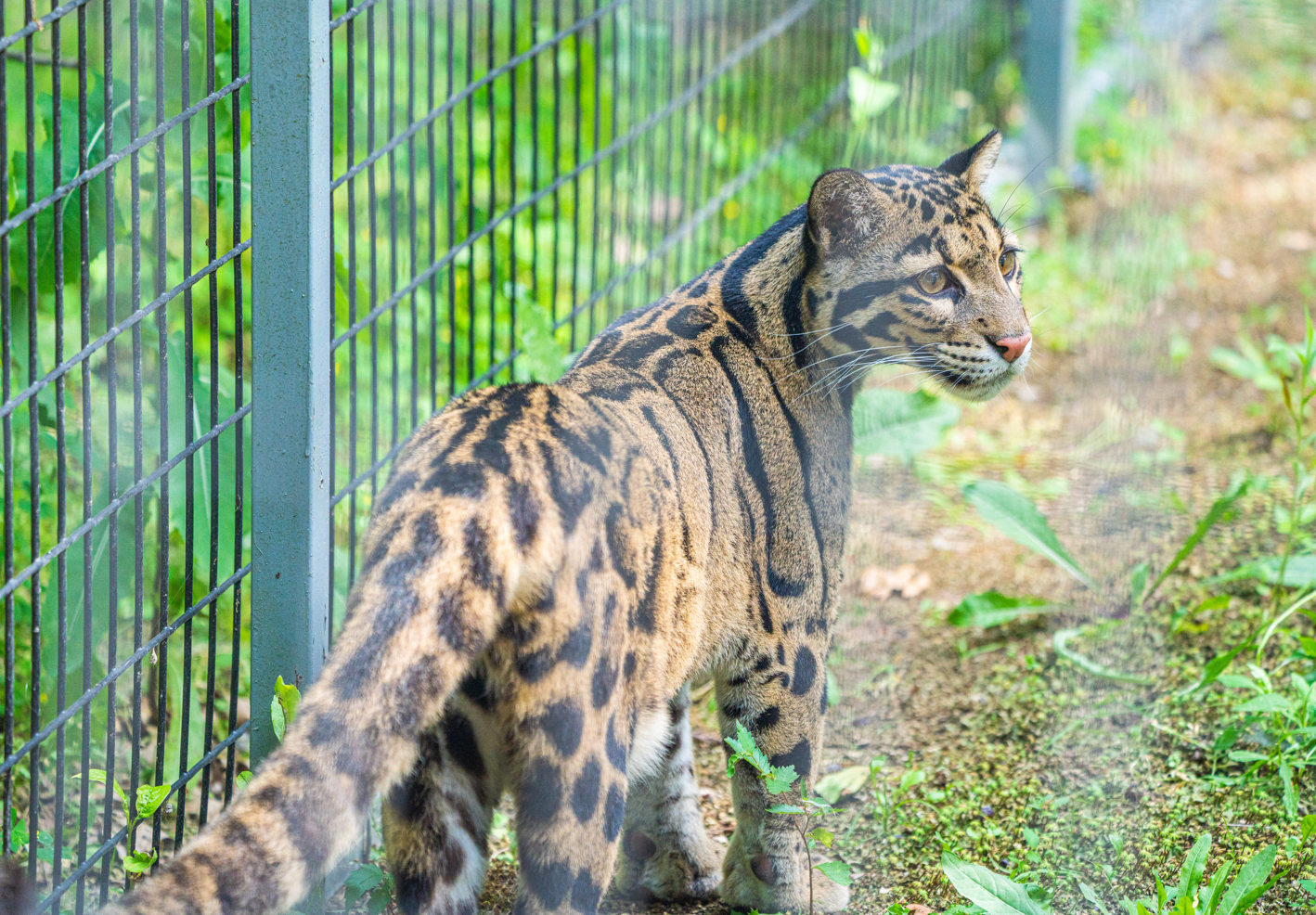 Clouded Leopard