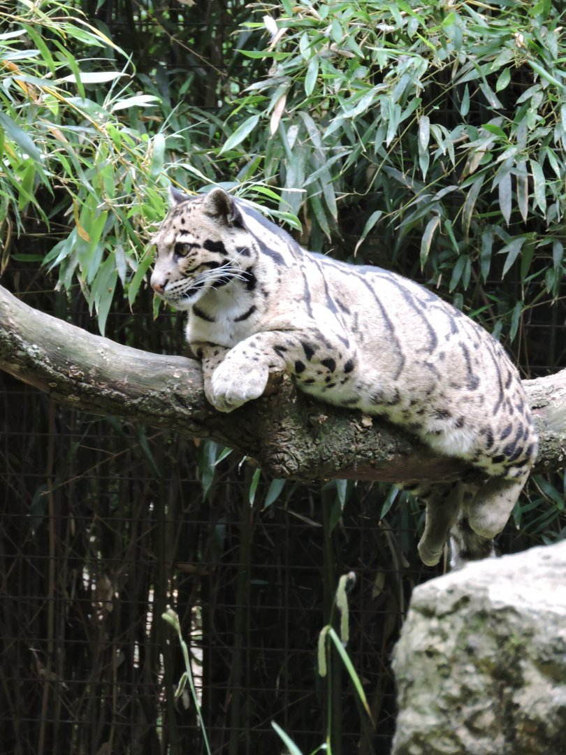 Clouded Leopard