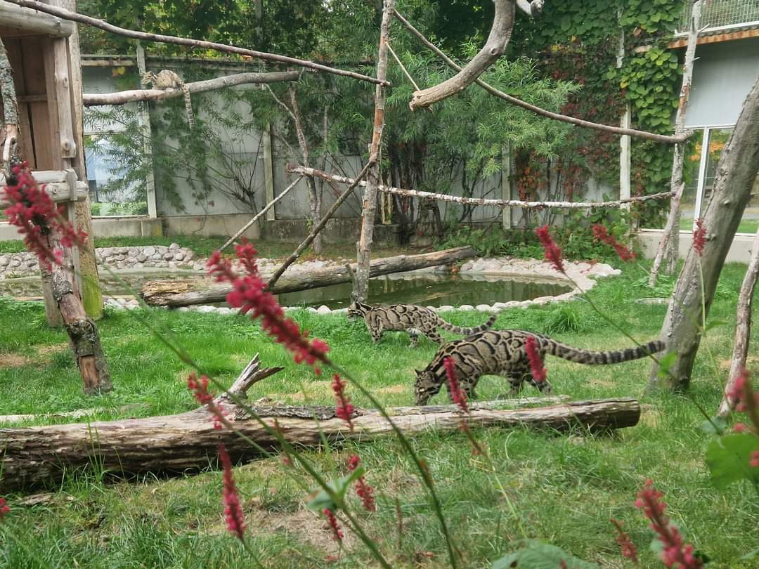 Clouded Leopard