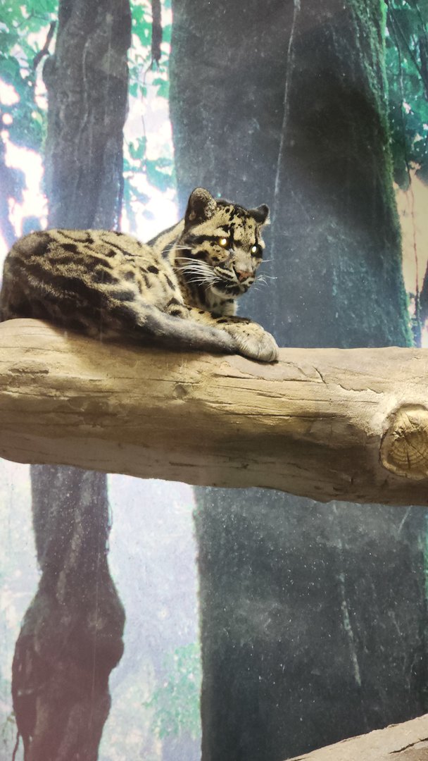 Clouded Leopard