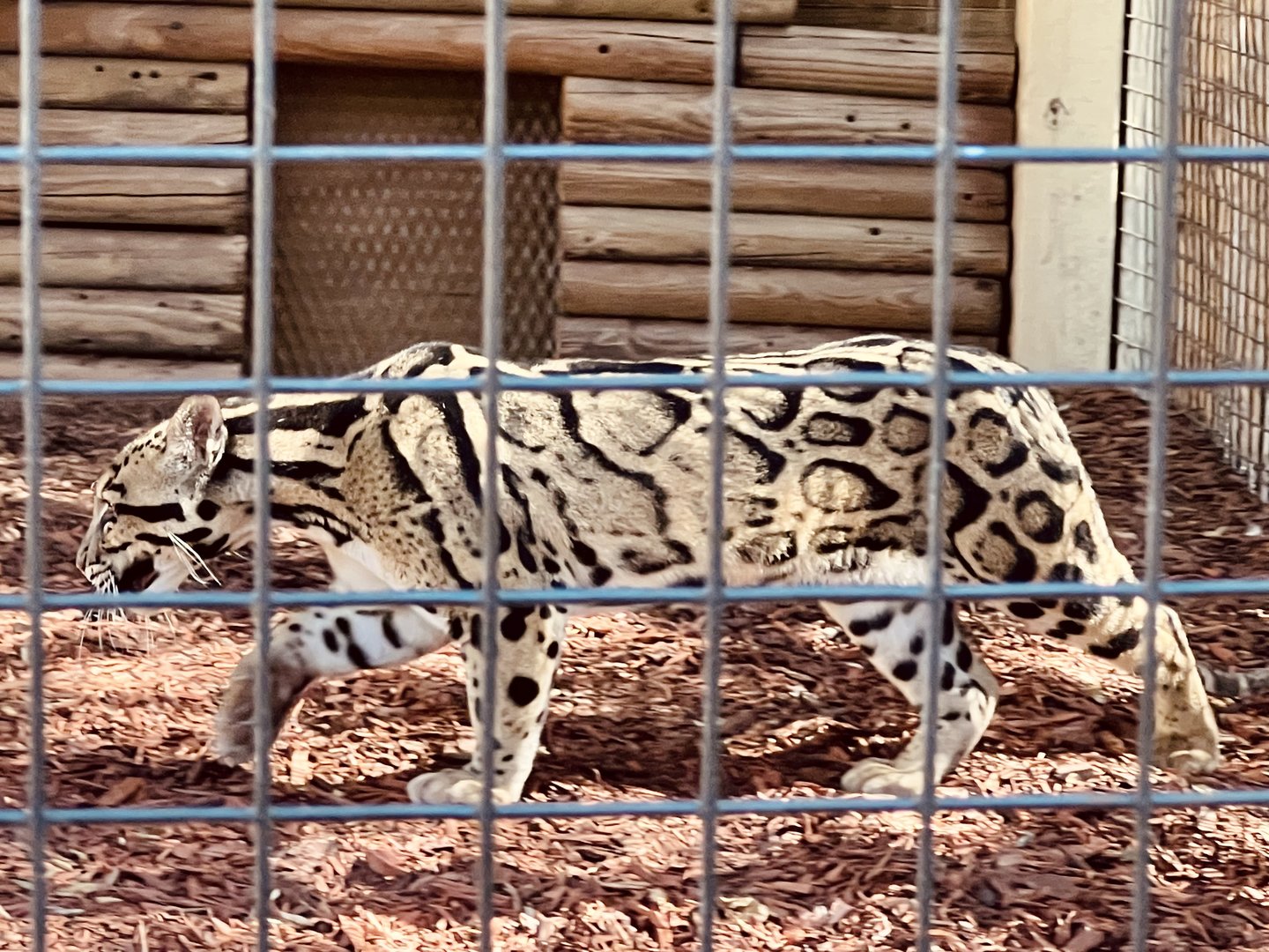Clouded Leopard