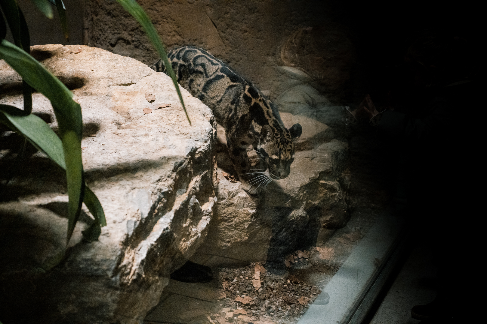 Clouded Leopard
