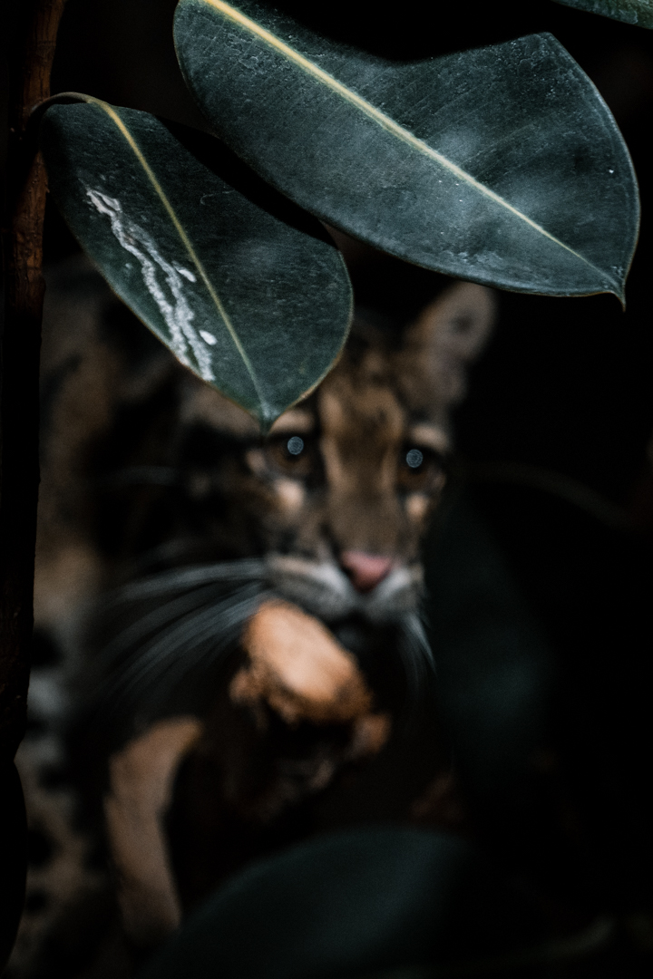 Clouded Leopard