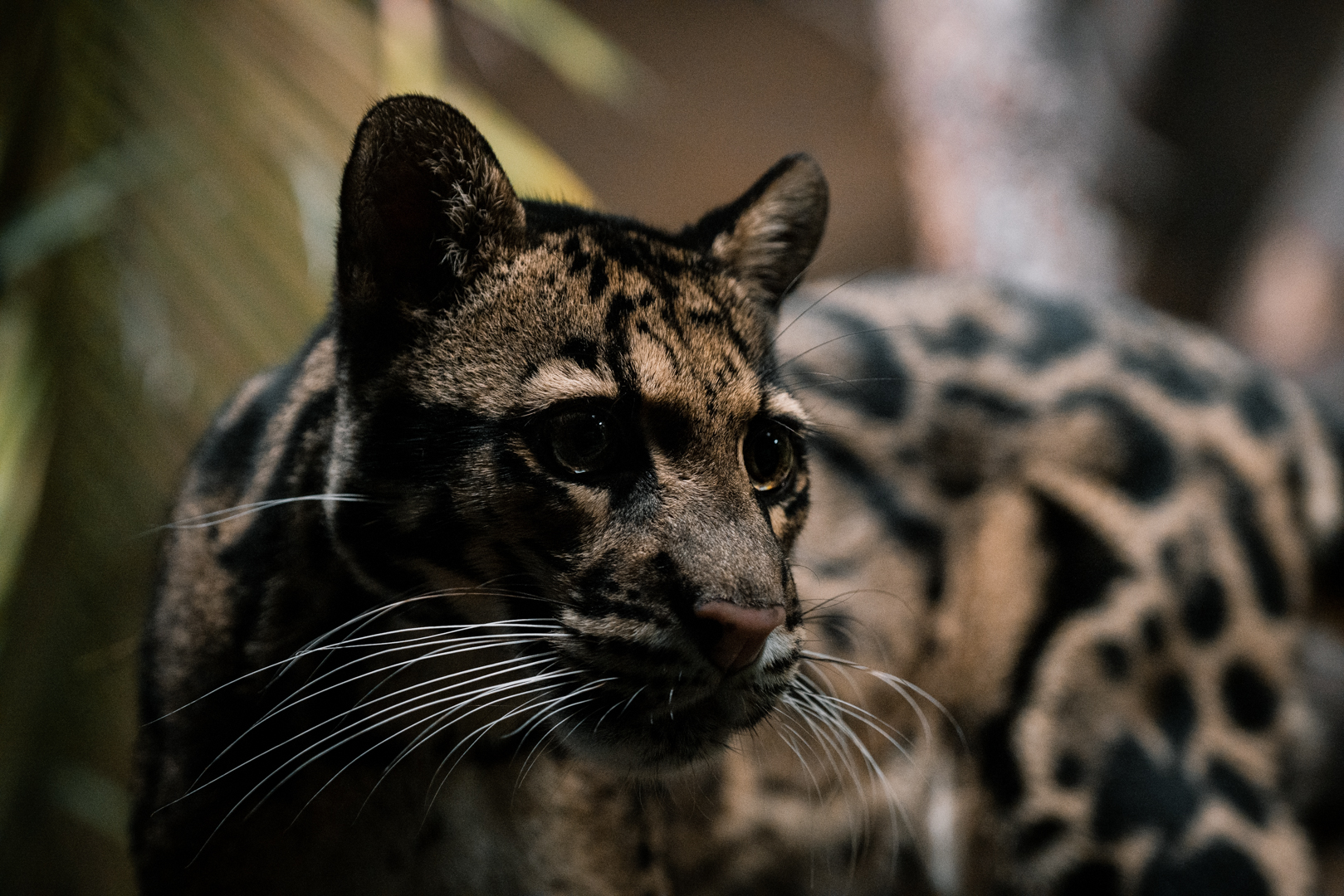 Clouded Leopard