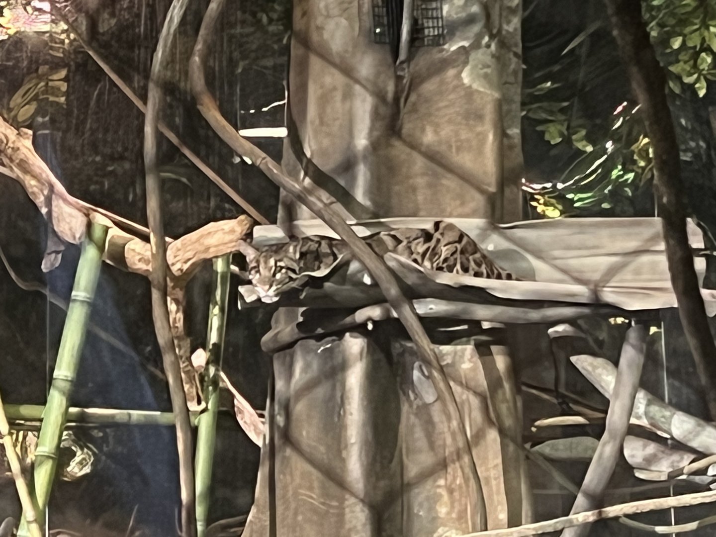 Clouded Leopard