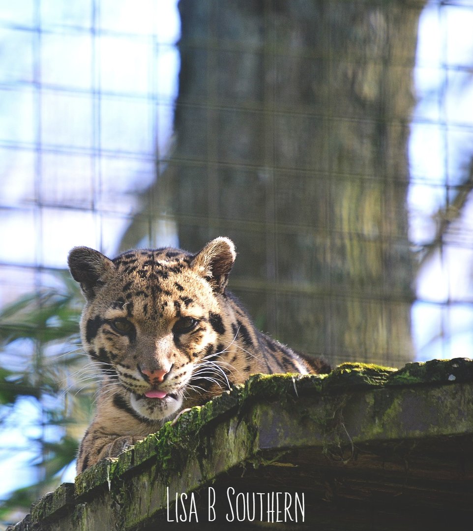 clouded leopard